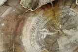 Polished Petrified Wood (Mahogany) Log - Myanmar #158901-2